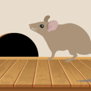 Rodent Damage & Preventative Steps to Take This Winter in Naperville, IL