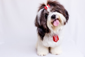 Pet care insurance in Warrenville, IL
