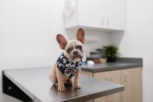 Veterinarian Insurance in Warrenville, IL
